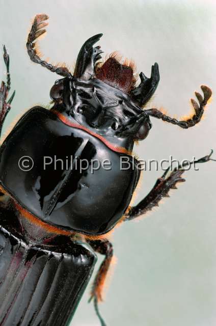 Veturius aspina.JPG - in "Portraits d'insectes" ed. SeuilVeturius aspinaPassaleBessbugColeopteraPassalidaeColombie